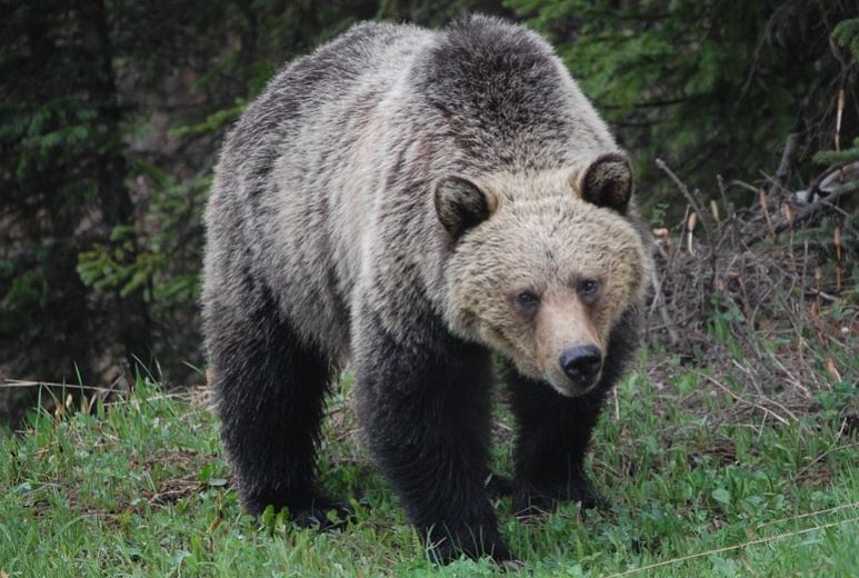 https://www.whistlerdailypost.com/wp-content/uploads/2020/08/grizzly-@.jpg