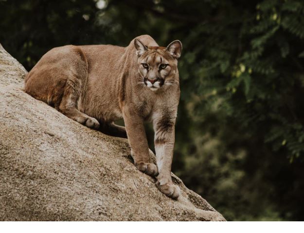 https://www.whistlerdailypost.com/wp-content/uploads/2021/02/cougar-3.jpg