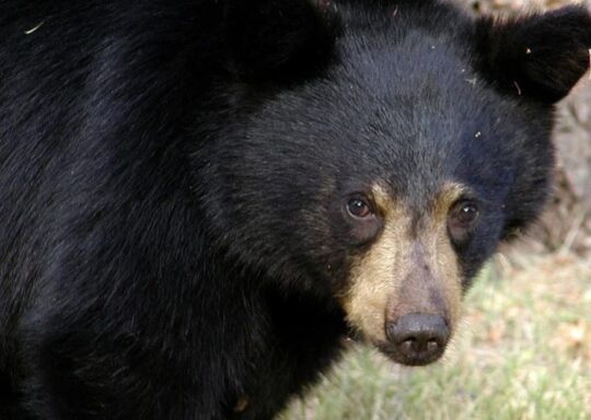 https://www.whistlerdailypost.com/wp-content/uploads/2021/06/bear-540x384.jpg