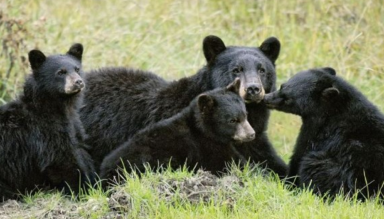 https://www.whistlerdailypost.com/wp-content/uploads/2023/05/bear-alert-540x309.png