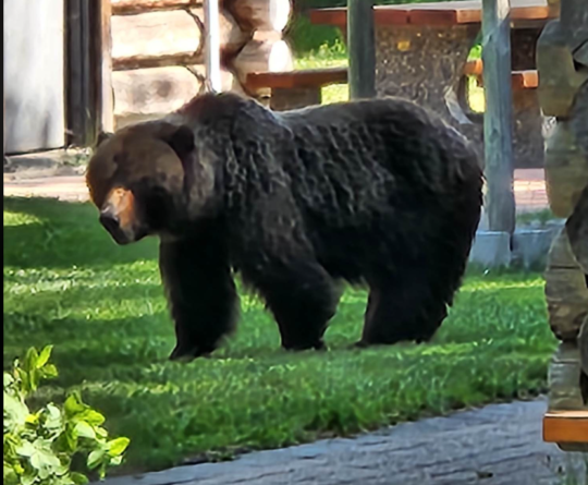 https://www.whistlerdailypost.com/wp-content/uploads/2023/06/grizzly-pic-540x445.png