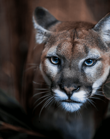 https://www.whistlerdailypost.com/wp-content/uploads/2023/08/cougar-alert-429x540.png
