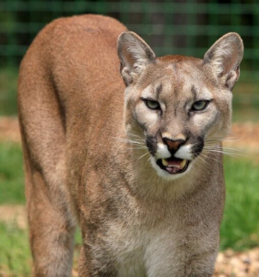 https://www.whistlerdailypost.com/wp-content/uploads/2023/10/cougar-Whistler-505x540.jpg