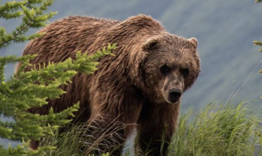 https://www.whistlerdailypost.com/wp-content/uploads/2024/01/grizzly-bear-WDP-540x322.jpg