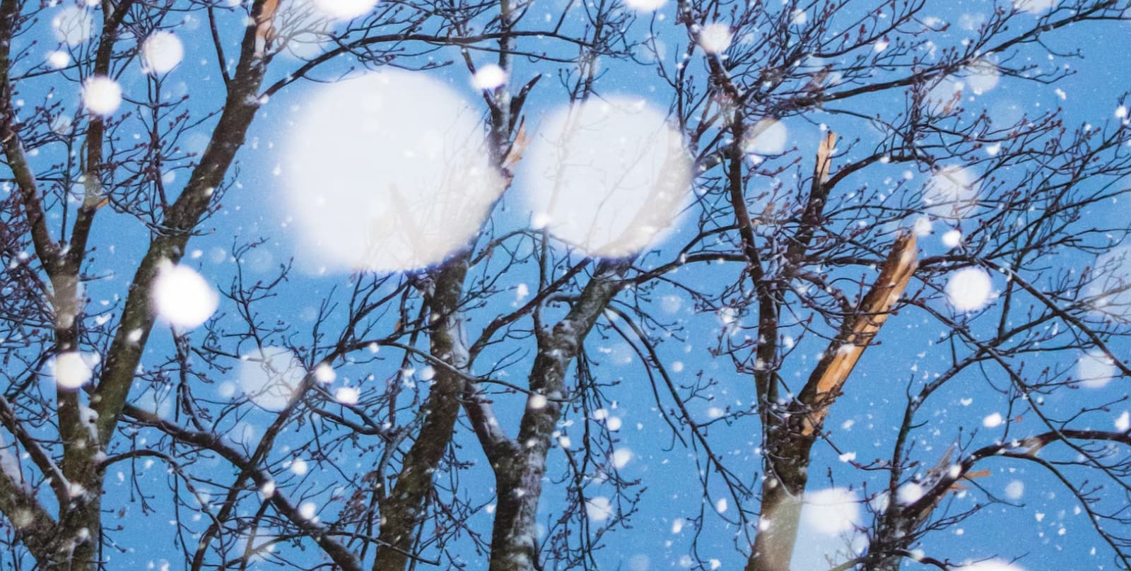 https://www.whistlerdailypost.com/wp-content/uploads/2024/02/snow-tree.jpg