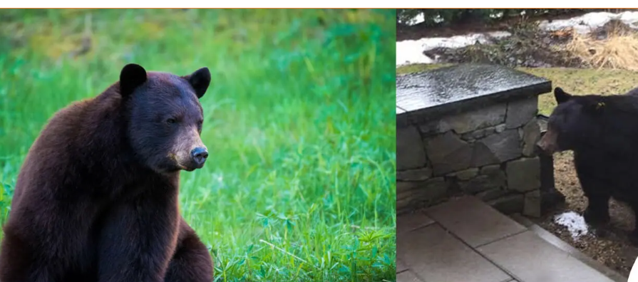 https://www.whistlerdailypost.com/wp-content/uploads/2024/10/bear-alert.png